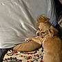 Bella joined the competition — help win amazing prizes! dog, small_dog, tan_dog, couch, pillow, cushion, patterned_cushion, indoor, pet, relaxed, fur, canine, home, resting, animal, companion, cute, laying, comfortable, cozy