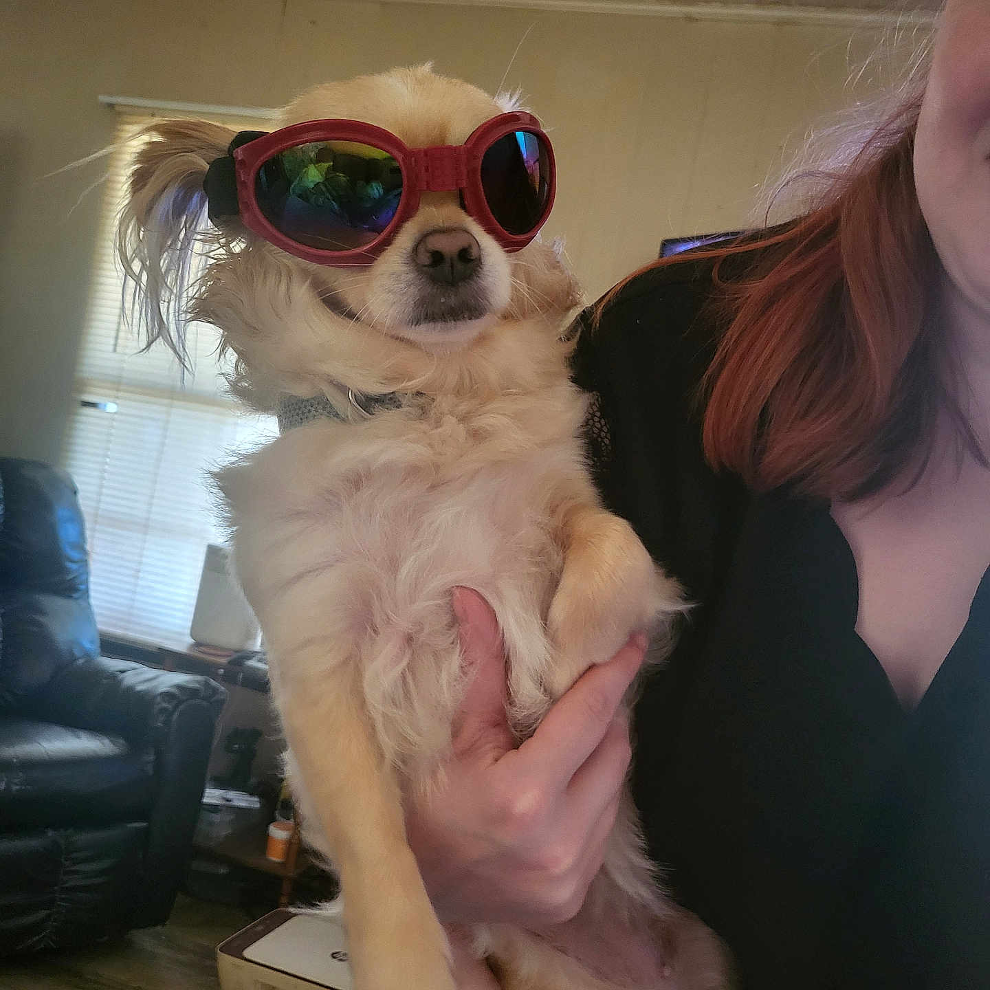 Bella joined the competition — help win amazing prizes! carpet, casual, cool, curtains, cute, dog, floor, fluffy, furniture, hand, holding, indoor, leather_chair, living_room, person, pet, portrait, relaxed, sunglasses, window