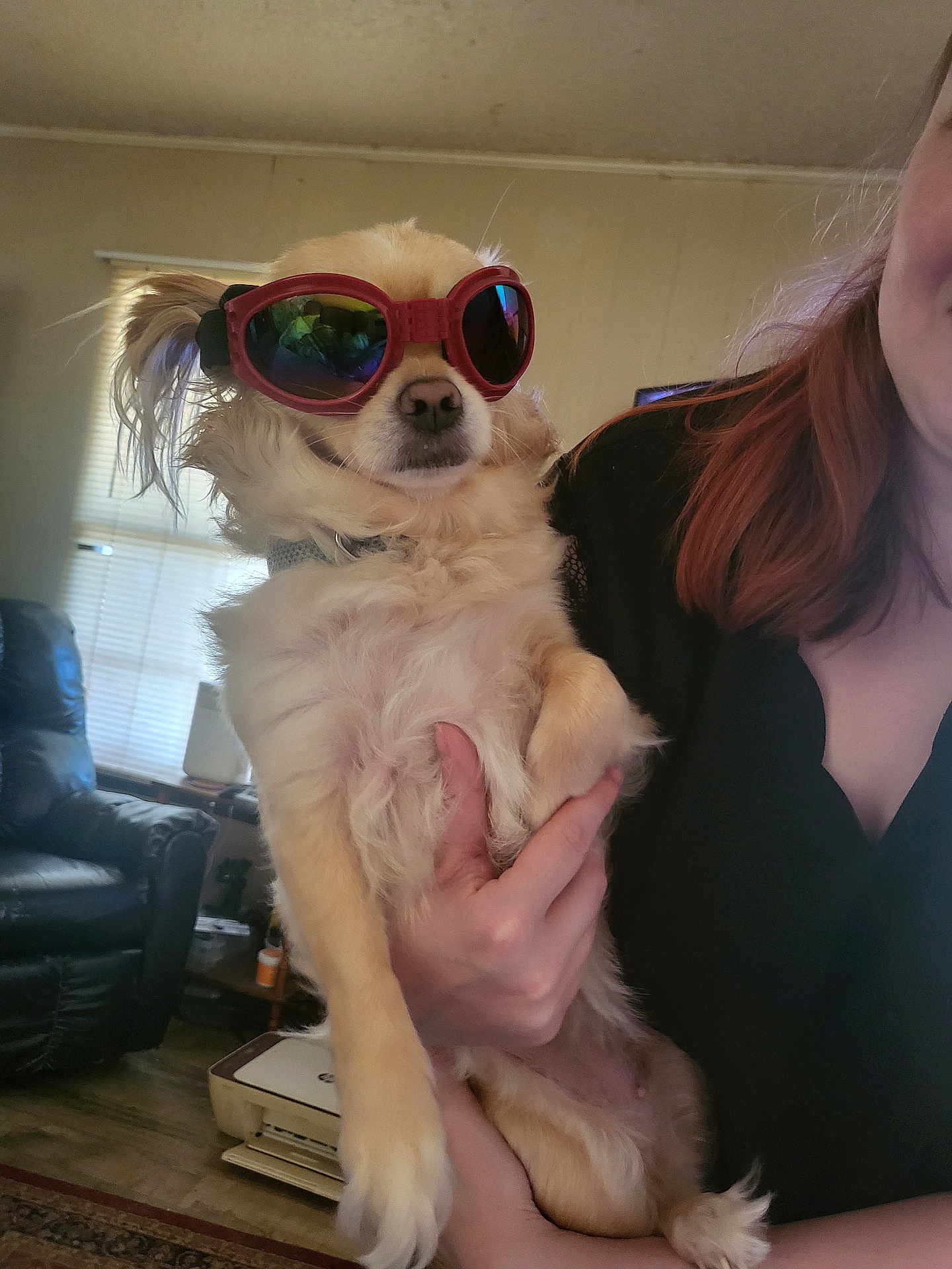 Bella joined the competition — help win amazing prizes! dog, sunglasses, person, indoor, hand, furniture, living_room, window, curtains, leather_chair, floor, carpet, pet, cute, fluffy, portrait, holding, casual, cool, relaxed