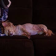 Bella is registered to the contest to win money with this photo: dog, sleeping, couch, indoor, pet, relaxed, small_dog, fur, animal, cozy, resting, brown, canine, paw, ears, comfort, domestic, cute, napping, quiet
