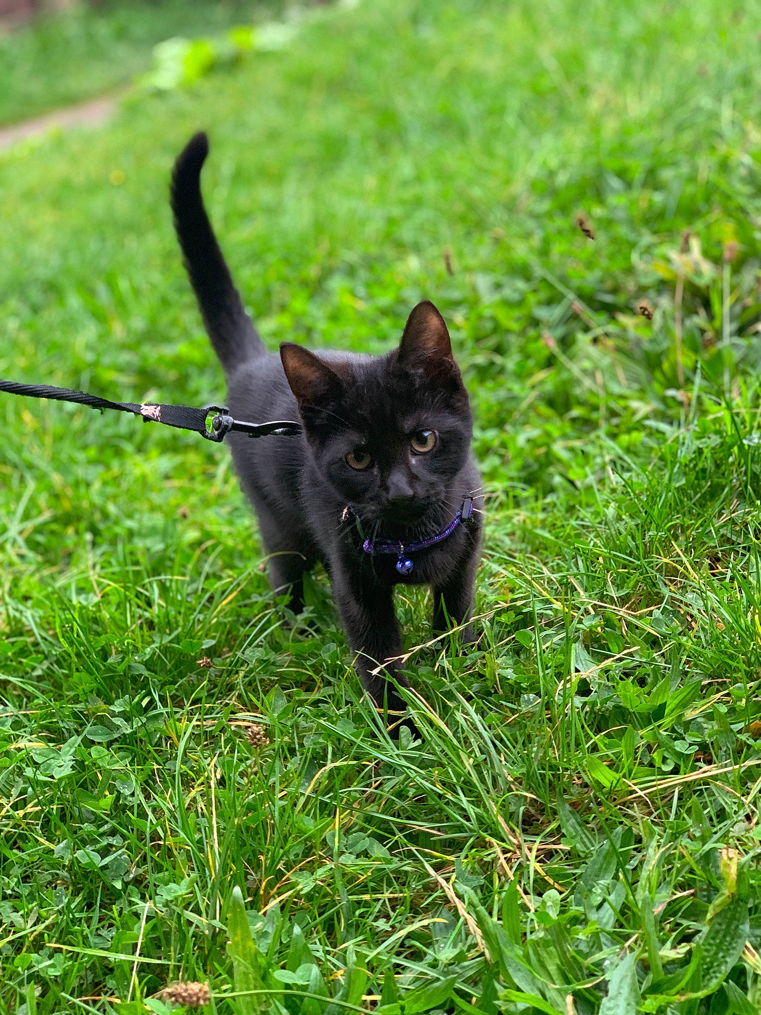 Kozmo joined the competition — help win amazing prizes! black_cat, black_norwegian_elkhound, bombay, canidae, carnivore, cat, dog, dog_breed, domestic_short_haired_cat, felidae, grass, lawn, mammal, plant, schipperke, small_to_medium_sized_cats, tail