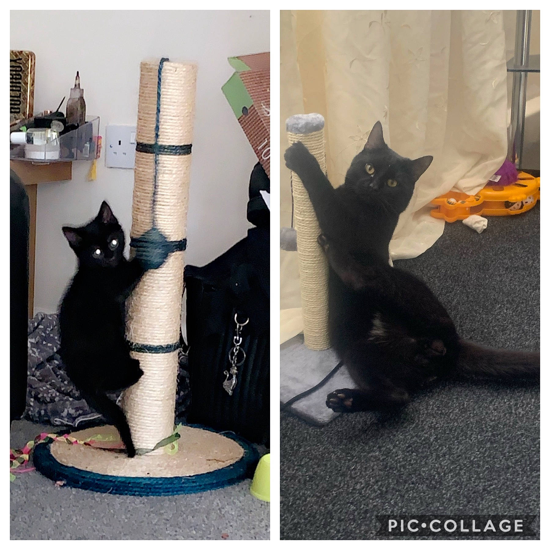 Kozmo joined the competition — help win amazing prizes! black_cat, carnivore, cat, cat_furniture, domestic_short_haired_cat, felidae, kitten, small_to_medium_sized_cats, tail, whiskers