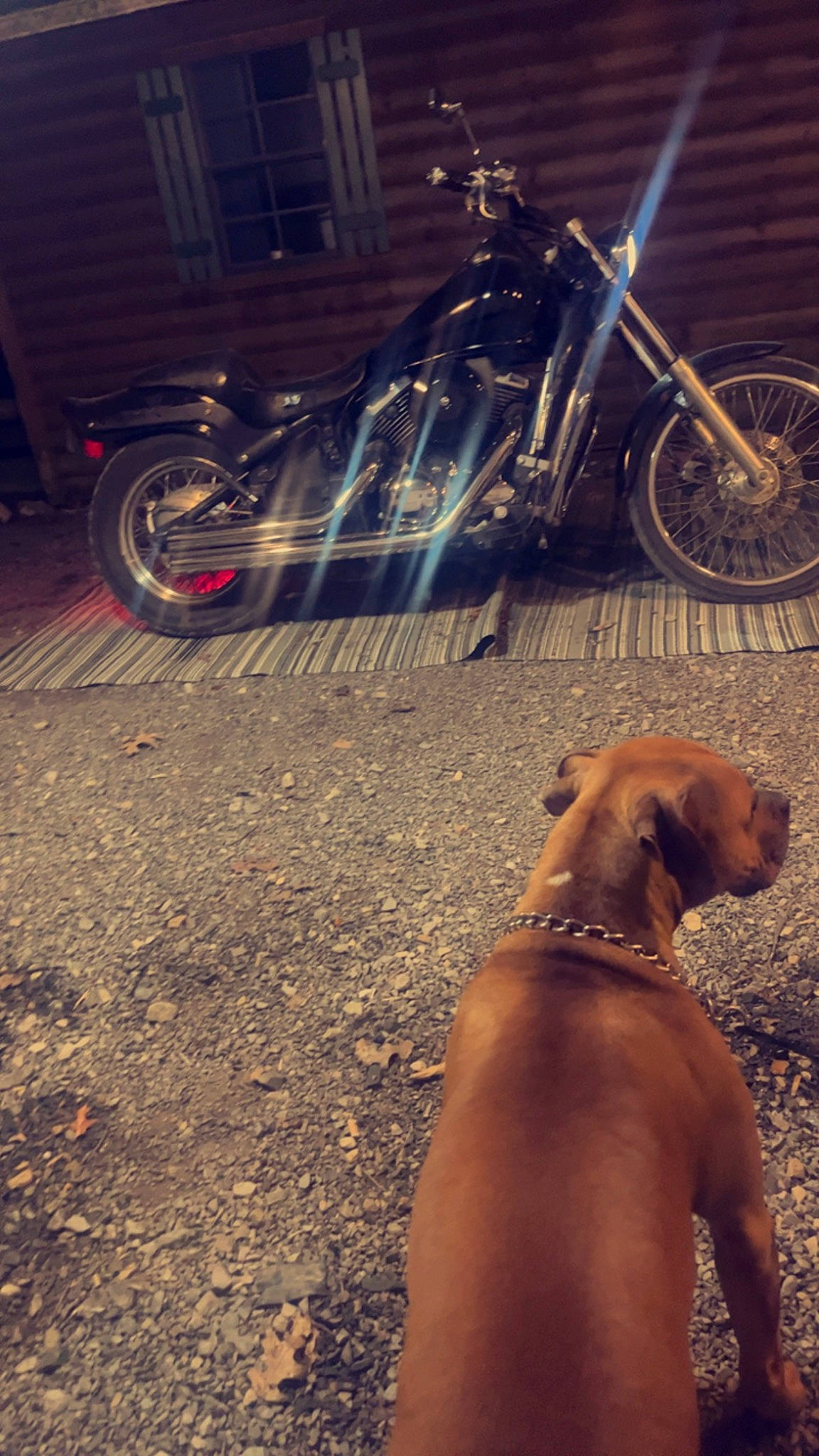 Maxwell is registered to the contest to win money with this photo: automotive_lighting, automotive_tire, bicycle_accessory, bicycle_fork, bicycle_handlebar, bicycle_part, bicycle_tire, carnivore, dog, dog_breed, fawn, fender, rim, road_surface, spoke, tints_and_shades, tire, vehicle, wheel, working_animal