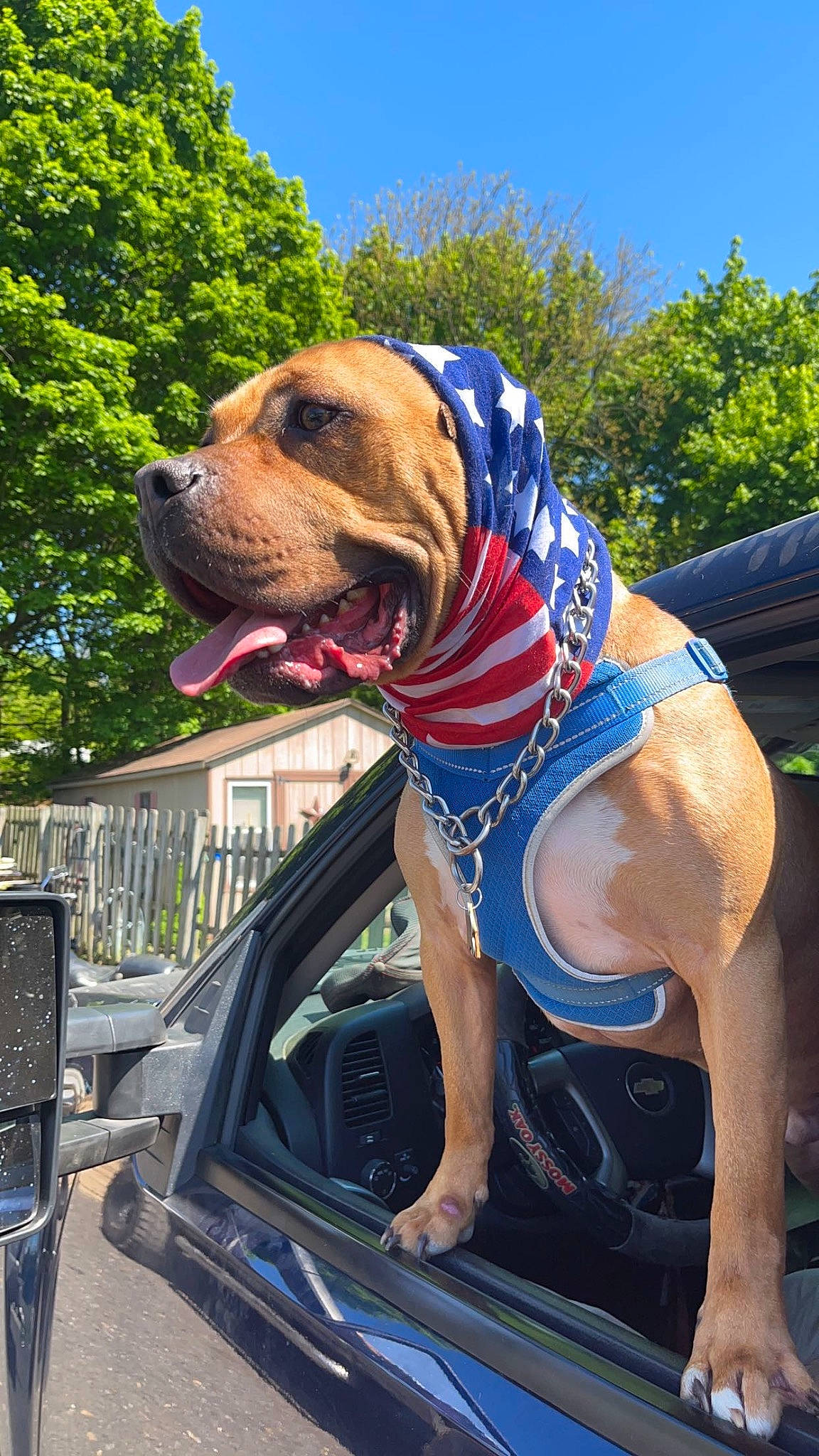 Maxwell joined the competition — help win amazing prizes! adventure, blue, carnivore, collar, companion_dog, dog, dog_breed, dog_collar, dog_supply, electric_blue, fawn, leisure, pet_supply, recreation, sky, snout, sporting_group, tree, vehicle, working_animal