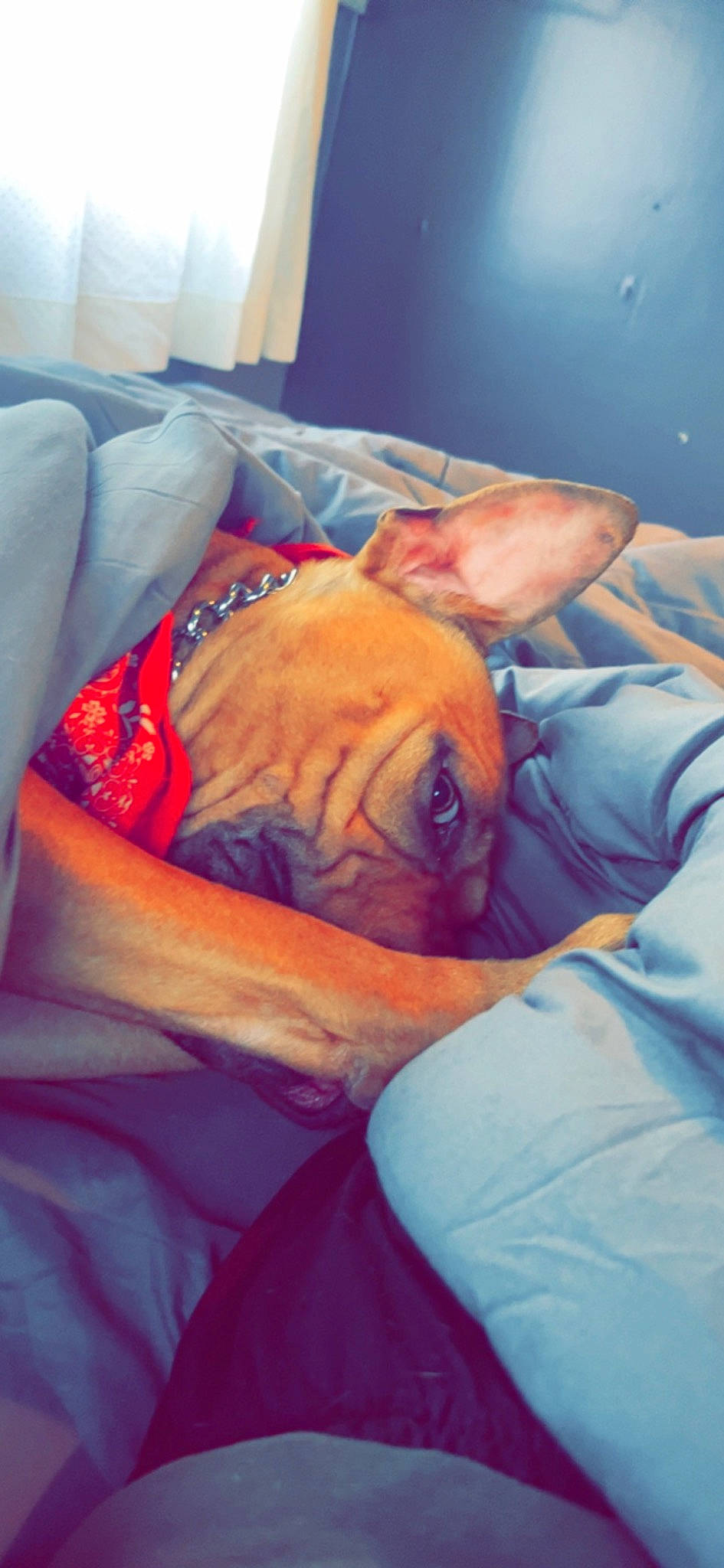 Maxwell is registered to the contest to win money with this photo: bedding, bedtime, canidae, carnivore, comfort, companion_dog, dog, dog_breed, electric_blue, fawn, flesh, human_leg, linens, orange, room, snout, sporting_group, textile, whiskers, wrinkle