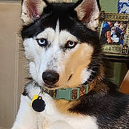 Leia joined the competition — help win amazing prizes! dog, siberian_husky, heterochromia, indoor, collar, pet, animal, portrait, furry, ears, tags, face, black_and_white, blue_eye, brown_eye, door, photo_frame, home, furniture, calm