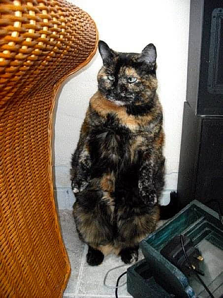 Tiggy is registered to the contest to win money with this photo: basket, black_cat, box, carnivore, cat, claw, computer_keyboard, domestic_short_haired_cat, felidae, fur, input_device, office_supplies, peripheral, sitting, small_to_medium_sized_cats, snout, tail, terrestrial_animal, whiskers, wicker