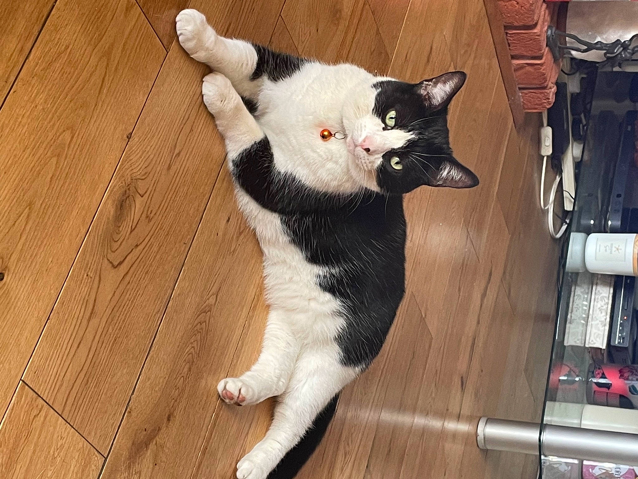 Millie is registered to the contest to win money with this photo: canidae, carmine, carnivore, cat, claw, comfort, dog_breed, domestic_short_haired_cat, fawn, felidae, flooring, fur, hardwood, paw, small_to_medium_sized_cats, snout, tail, varnish, whiskers, wood