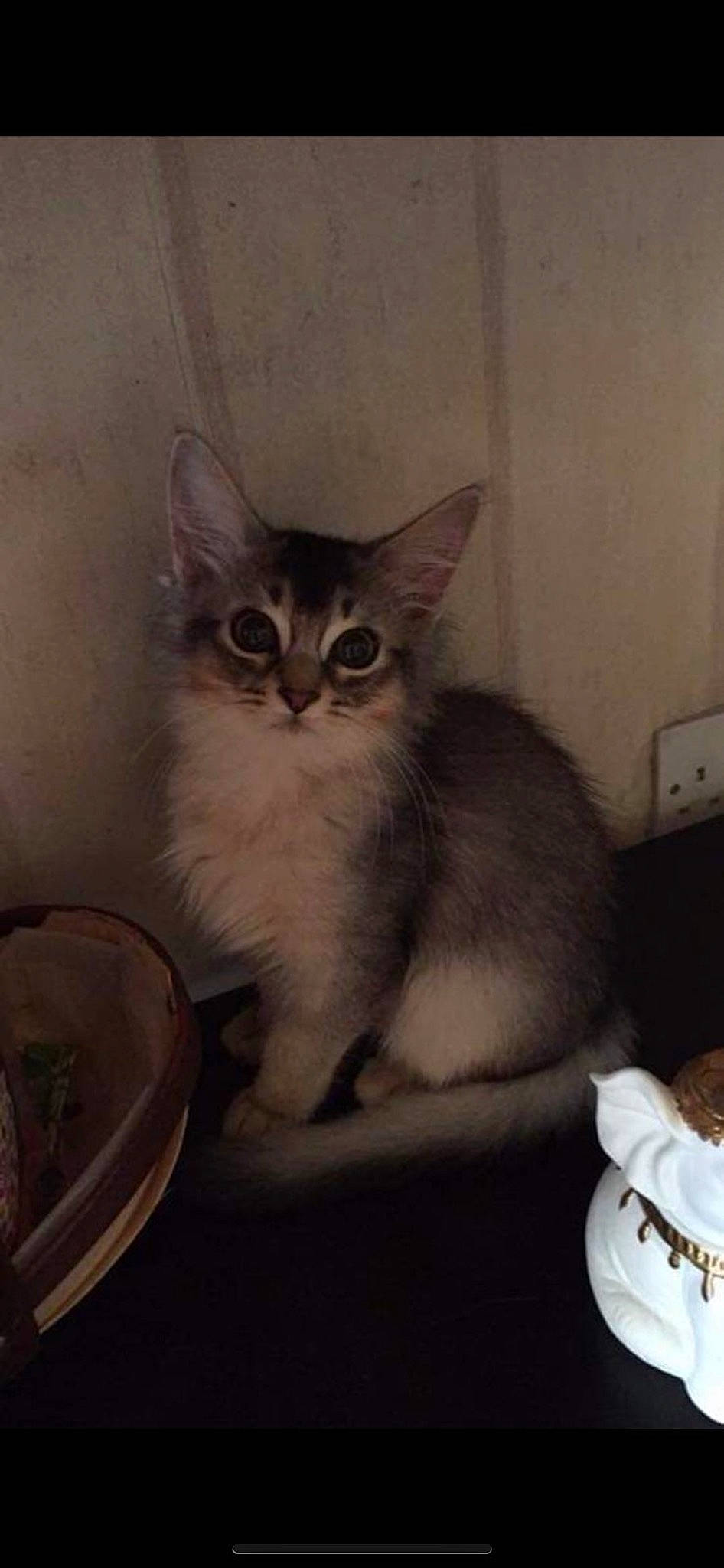 Henry joined the competition — help win amazing prizes! carnivore, cat, cat_supply, domestic_short_haired_cat, felidae, fur, grey, paw, serveware, small_to_medium_sized_cats, tail, whiskers, window