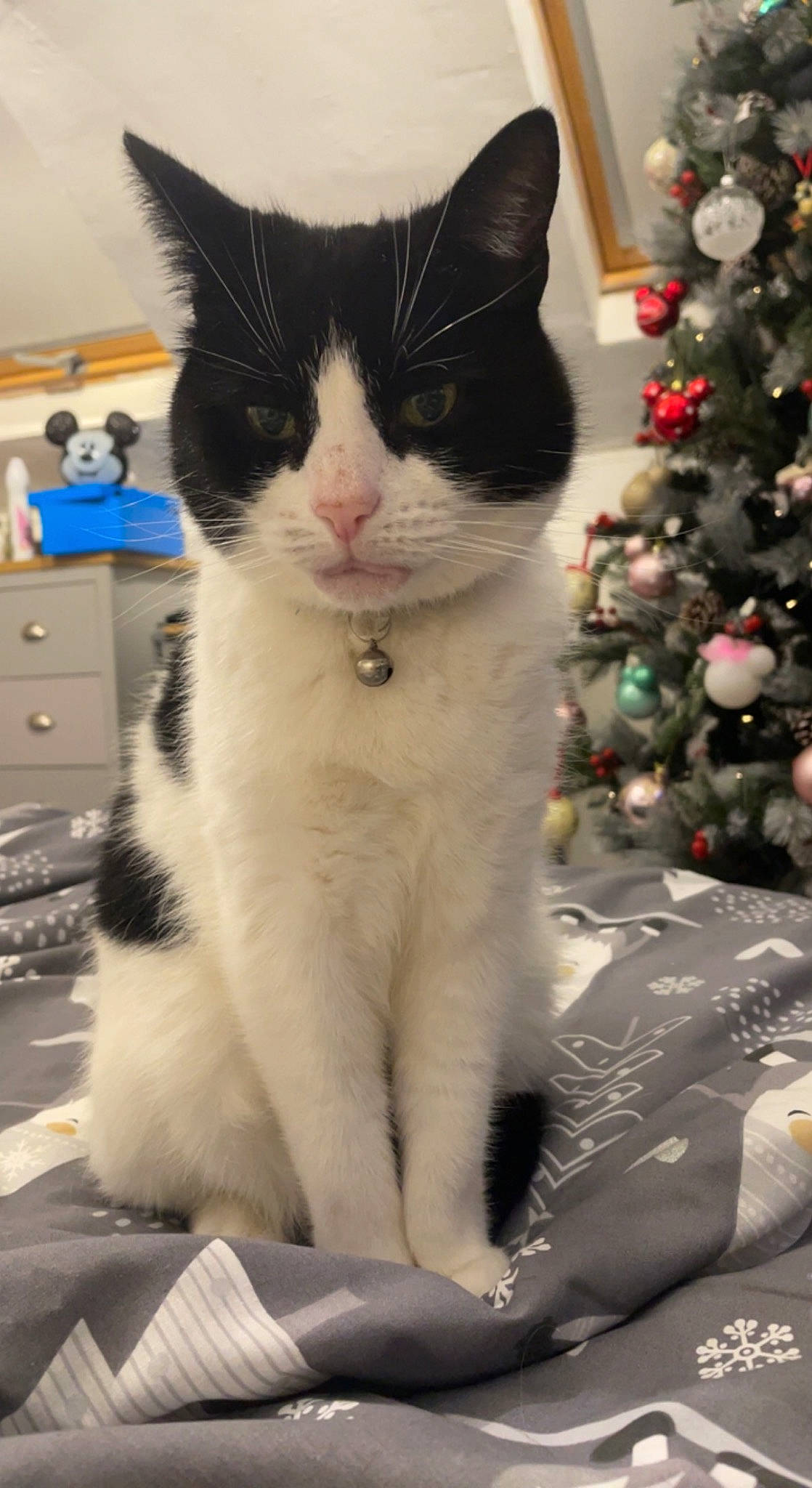 Charlie joined the competition — help win amazing prizes! cabinetry, carnivore, cat, christmas_decoration, christmas_ornament, christmas_tree, conifer, domestic_short_haired_cat, drawer, event, felidae, fur, holiday, holiday_ornament, ornament, small_to_medium_sized_cats, snout, tail, tree, whiskers