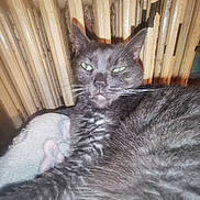 Pim'S participe au concours pour gagner de l'argent avec cette photo : cat, gray_cat, feline, pet, animal, whiskers, fur, radiator, blanket, indoor, closeup, relaxed, sleepy, cozy, resting, domestic, mammal, cute, face, eyes