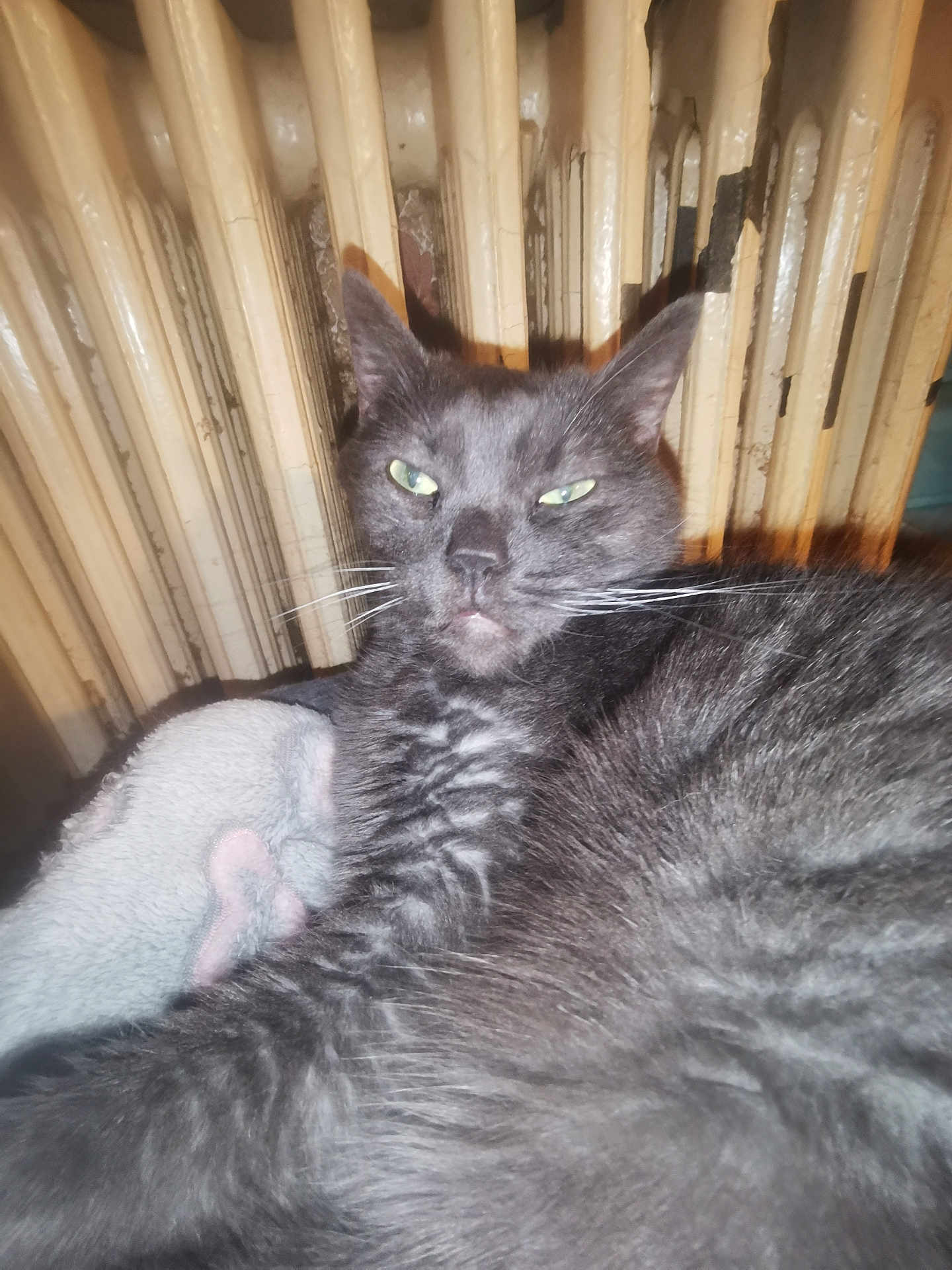 Pim'S participe au concours pour gagner de l'argent avec cette photo : cat, gray_cat, feline, pet, animal, whiskers, fur, radiator, blanket, indoor, closeup, relaxed, sleepy, cozy, resting, domestic, mammal, cute, face, eyes