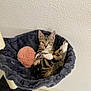 Iris participe au concours pour gagner de l'argent avec cette photo : kitten, cat, tabby, pet, feline, indoor, cozy, hammock_bed, fuzzy, pink_ball, curious, relaxed, floor, wall, domestic_animal, cute, small_animal, resting, young_cat, fur