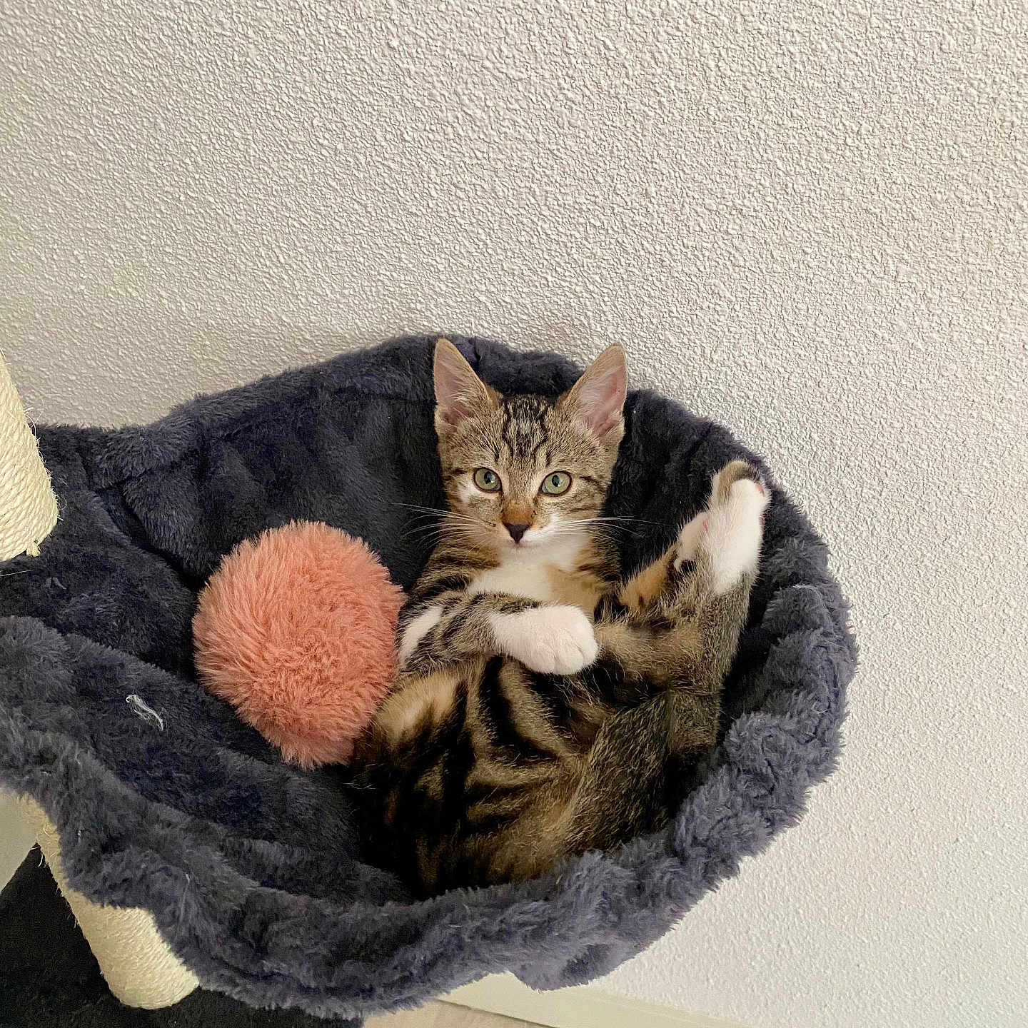 Iris participe au concours pour gagner de l'argent avec cette photo : cat, cozy, curious, cute, domestic_animal, feline, floor, fur, fuzzy, hammock_bed, indoor, kitten, pet, pink_ball, relaxed, resting, small_animal, tabby, wall, young_cat