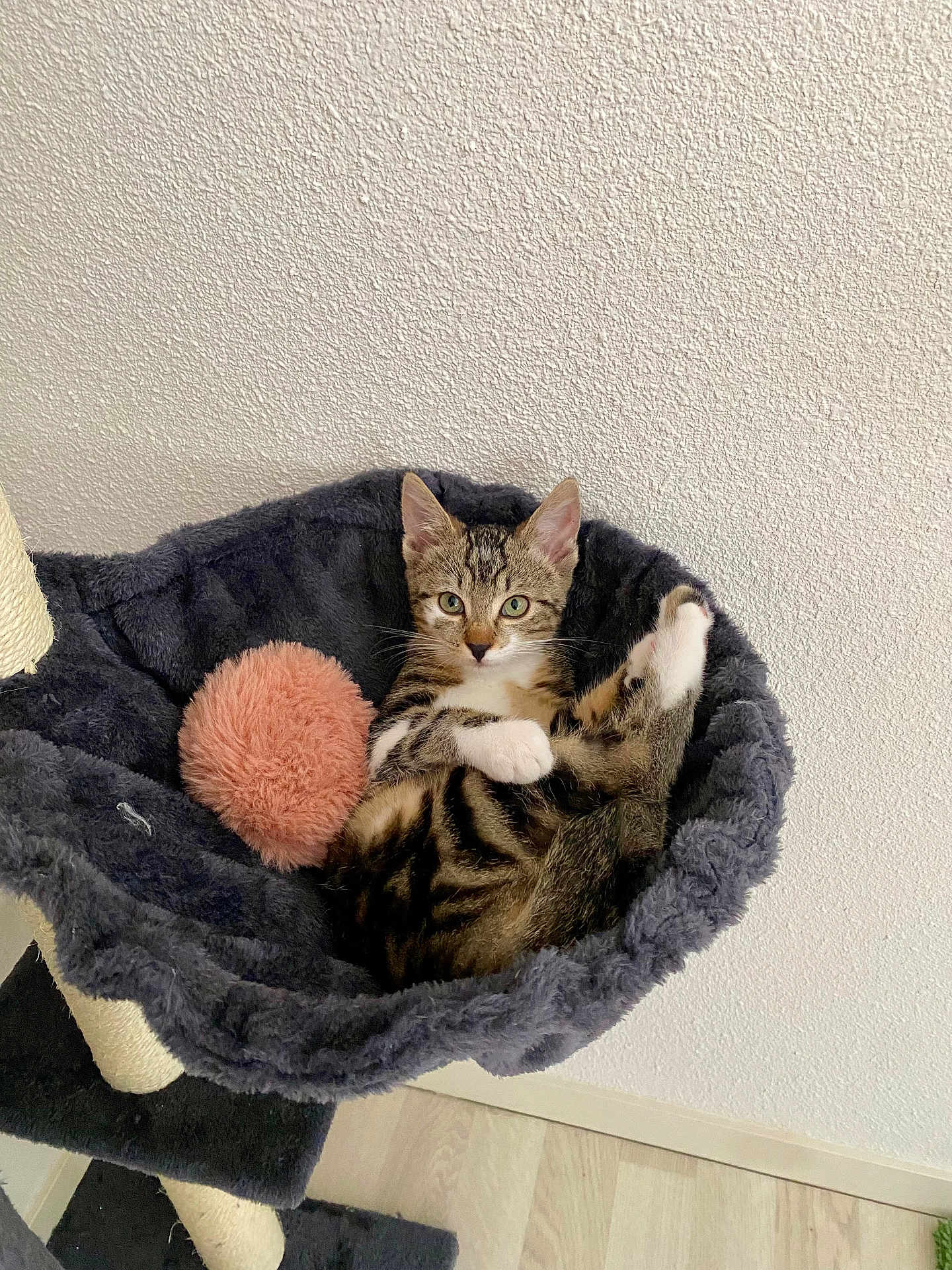 Iris participe au concours pour gagner de l'argent avec cette photo : kitten, cat, tabby, pet, feline, indoor, cozy, hammock_bed, fuzzy, pink_ball, curious, relaxed, floor, wall, domestic_animal, cute, small_animal, resting, young_cat, fur