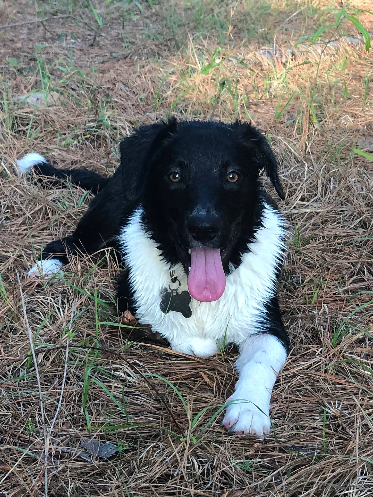 Scout is registered to the contest to win money with this photo: borador, border_collie, canidae, carnivore, companion_dog, dog, dog_breed, fur, grass, plant, snout, soil, sporting_group, terrestrial_animal, working_dog