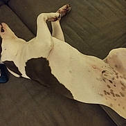 Athos a rejoint le concours — aidez-le/la à gagner de superbes lots ! animal, belly, brown, canine, comfort, couch, cozy, dog, domestic, fur, home, indoor, lying_down, paw, pet, relaxed, resting, sleeping, spotted, white