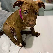 Nayla a rejoint le concours — aidez-le/la à gagner de superbes lots ! puppy, dog, brown, pink_collar, bed, blanket, indoor, pet, cute, young_dog, animal, fur, ears, face, white_bed, resting, looking_down, domestic_animal, canine, heart_doodle