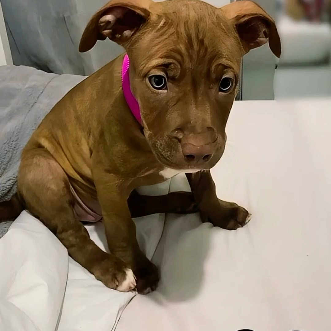 Nayla