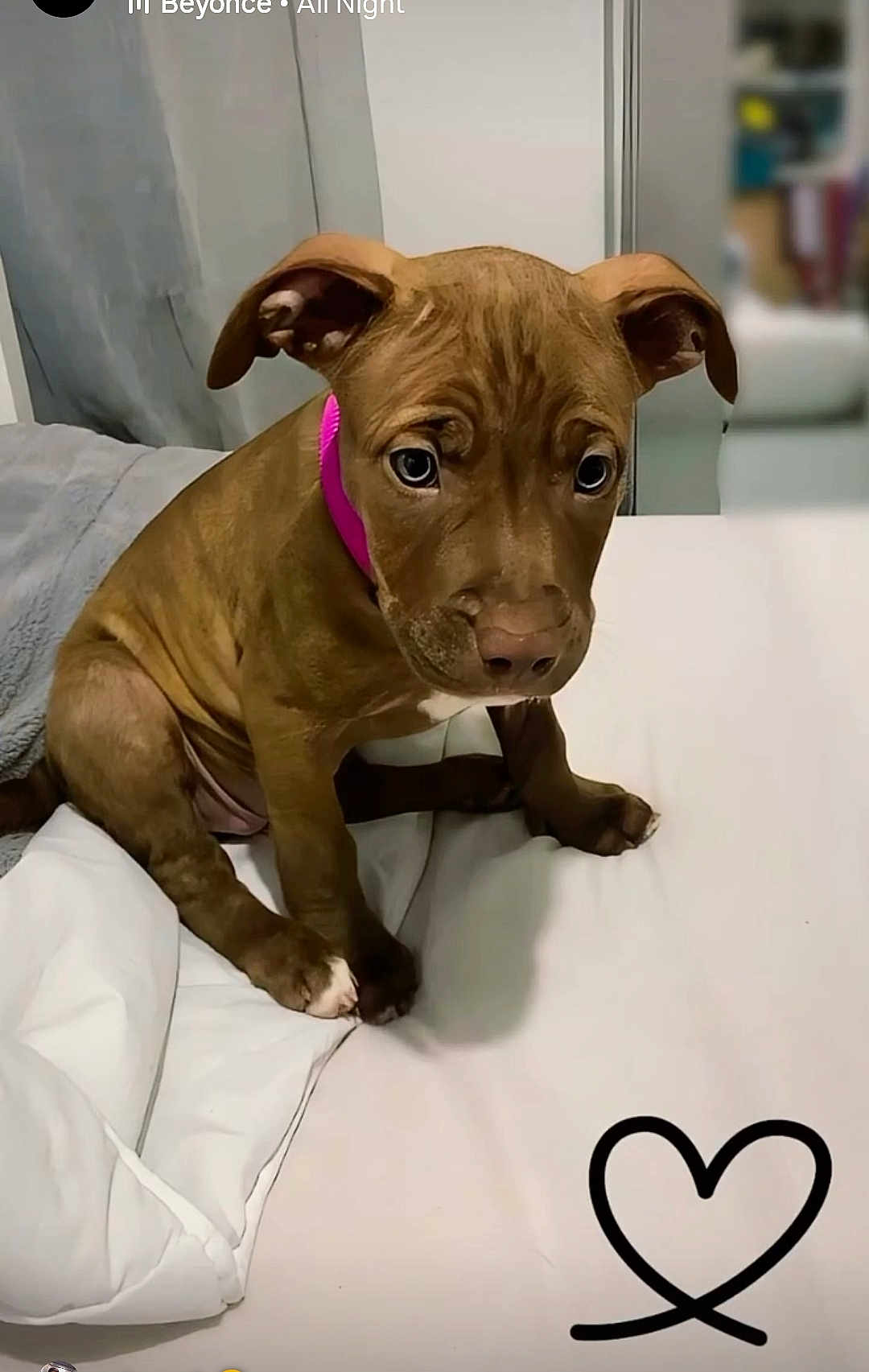 Nayla a rejoint le concours — aidez-le/la à gagner de superbes lots ! puppy, dog, brown, pink_collar, bed, blanket, indoor, pet, cute, young_dog, animal, fur, ears, face, white_bed, resting, looking_down, domestic_animal, canine, heart_doodle