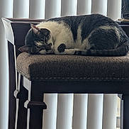 Jamescd Gordon Jr joined the competition — help win amazing prizes! calm, cat, cozy, cushion, domestic, fur, furniture, home_interior, indoor, nap, pet, resting, sleeping, stool, striped, tabby, vertical_blinds, whiskers, window, wooden_leg