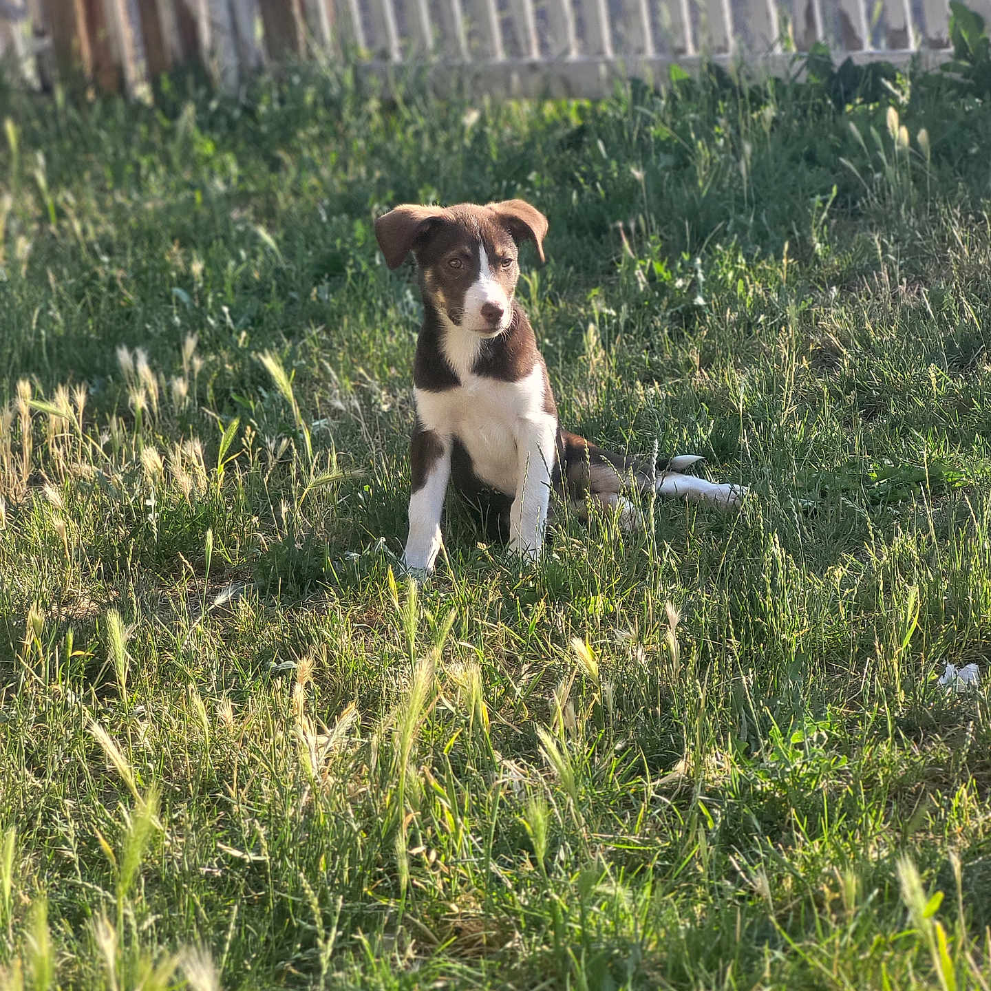 Brownie joined the competition — help win amazing prizes! animal, brown, canine, cute, dog, fence, field, grass, green, nature, outdoor, peaceful, pet, playful, puppy, sitting, summer, sunlight, white, young