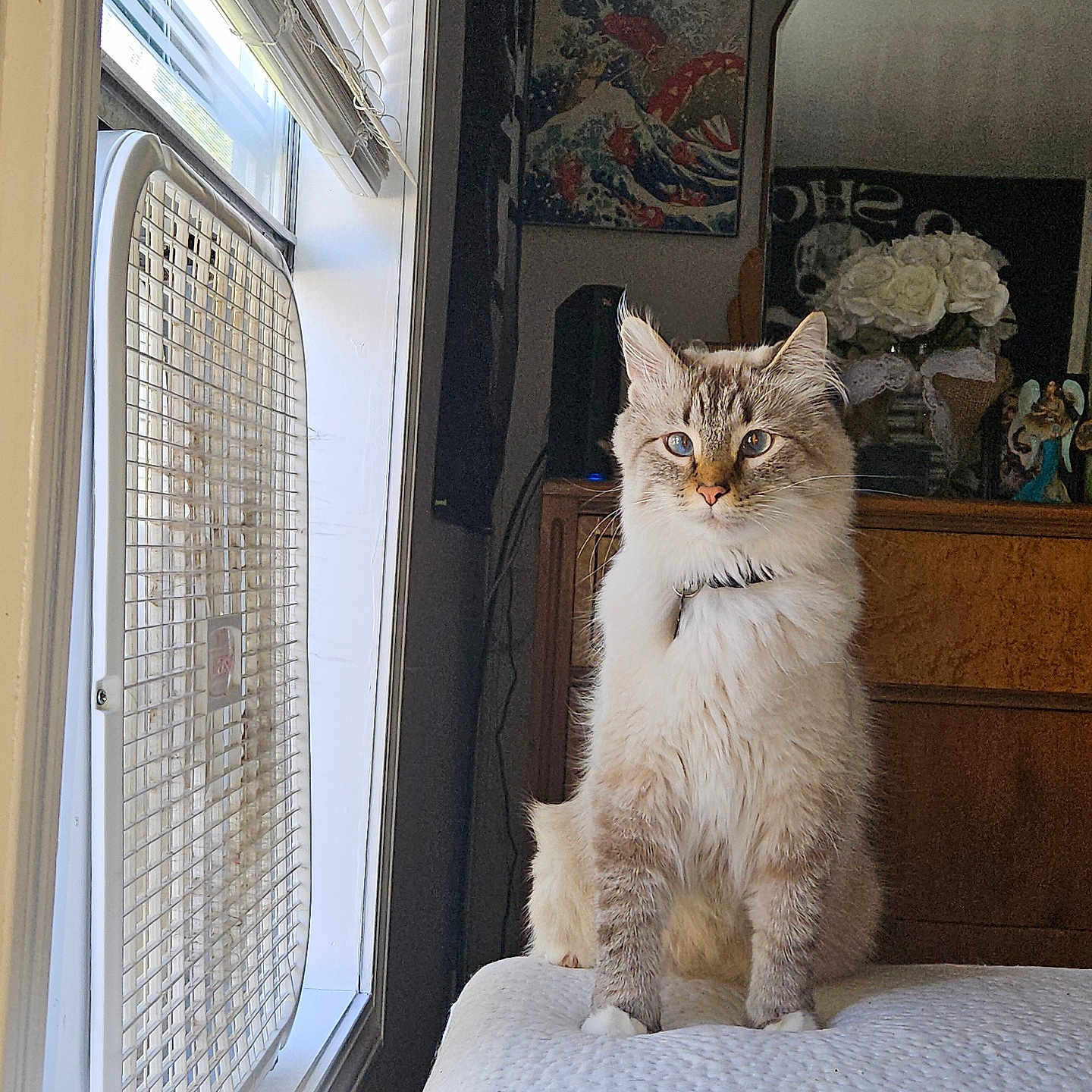 Falcore is registered to the contest to win money with this photo: airconditioner, animal, appliance, bed, bedroom, cat, couch, curtain, device, electricaldevice, electronics, furniture, homedecor, indoors, linen, person, pet, room, speaker, wood