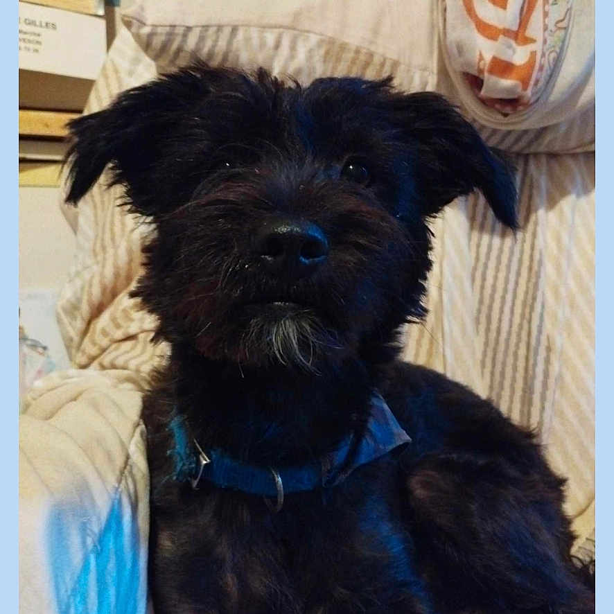 Tendresse a rejoint le concours — aidez-le/la à gagner de superbes lots ! affenpinscher, animal, architecture, bed, bedroom, building, canine, couch, cushion, dog, furniture, homedecor, indoors, livingroom, pet, puppy, quilt, room, terrier, text