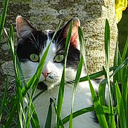 Réglisse a rejoint le concours — aidez-le/la à gagner de superbes lots ! cat, black_and_white, green_eyes, grass, outdoor, nature, tree_trunk, flower, curious, pet, animal, whiskers, close_up, feline, plant, spring, daylight, eye_contact, wildlife, portrait