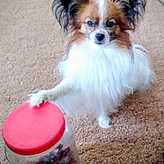 Roy is registered to the contest to win money with this photo: alert, animal, brown, canine, carpet, companion, curious, cute, dog, ears, fur, indoor, jar, lid, papillon, paw, pet, small_dog, treats, white
