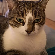 Bébé a rejoint le concours — aidez-le/la à gagner de superbes lots ! cat, tabby, close_up, green_eyes, white_chest, whiskers, ears, indoor, resting, pet, feline, animal, fur, cute, relaxed, portrait, soft_surface, home, cozy, mammal