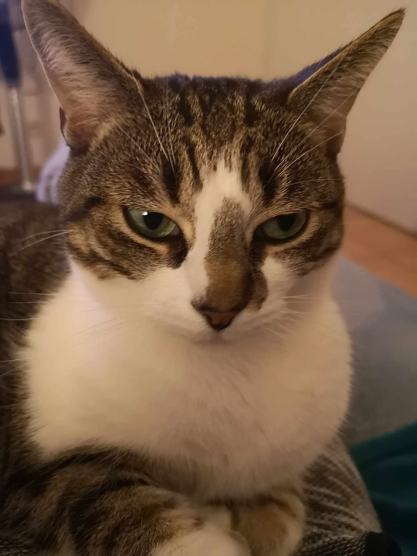 Bébé