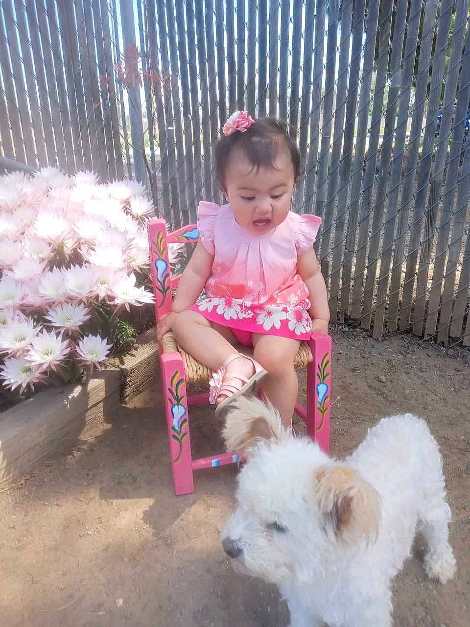 Jade is registered to the contest to win money with this photo: carnivore, child, companion_dog, dog, dog_breed, fence, flower, fun, grass, happy, leash, person, petal, pink, small_terrier, sporting_group, summer, terrier, toddler, toy_dog