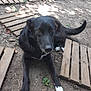 dog, black_dog, white_paws, outdoor, dirt, wooden_planks, tail, animal, pet, canine, fur, lying_down, looking_up, ears, snout, nature, ground, daylight, closeup, friendly