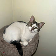 Lola is registered to the contest to win money with this photo: cat, pet, animal, feline, white, gray, cat_bed, scratching_post, indoor, cozy, resting, looking, ears, tail, paw, fur, cute, domestic, home, wall