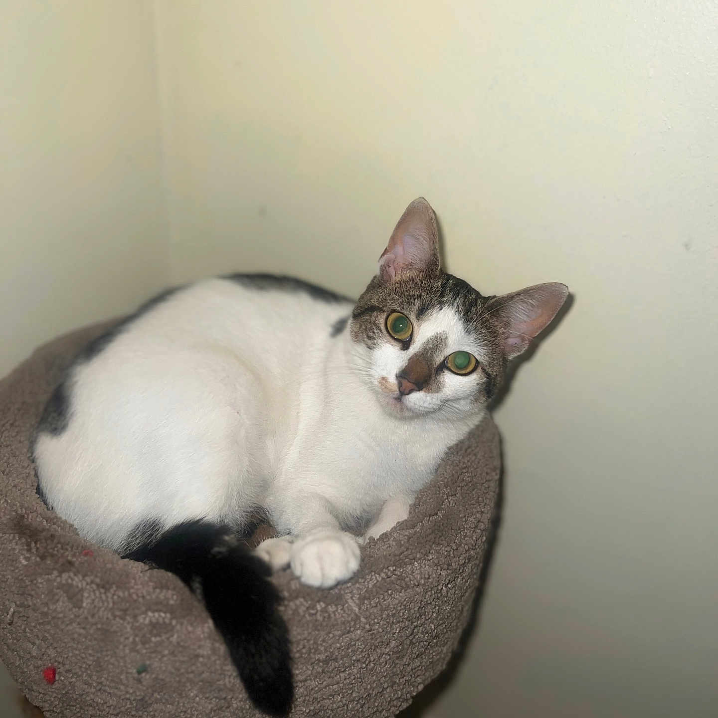 Lola is registered to the contest to win money with this photo: animal, cat, cat_bed, cozy, cute, domestic, ears, feline, fur, gray, home, indoor, looking, paw, pet, resting, scratching_post, tail, wall, white