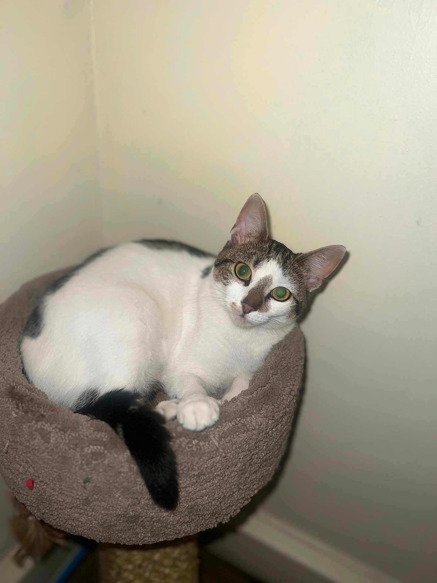 Lola is registered to the contest to win money with this photo: cat, pet, animal, feline, white, gray, cat_bed, scratching_post, indoor, cozy, resting, looking, ears, tail, paw, fur, cute, domestic, home, wall