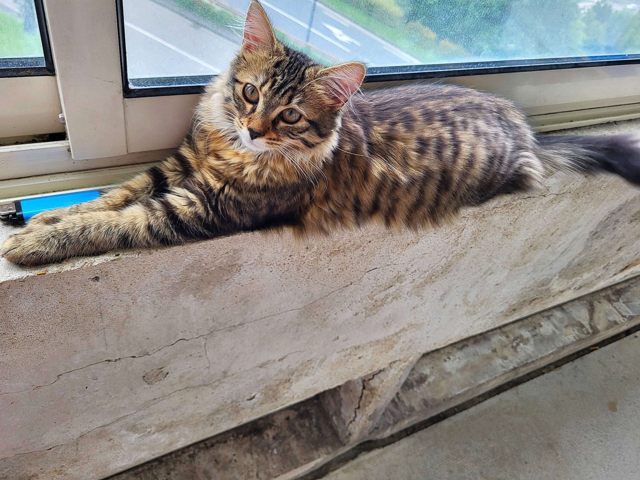 Dora a rejoint le concours — aidez-le/la à gagner de superbes lots ! carnivore, cat, claw, domestic_short_haired_cat, felidae, fur, paw, personal_computer, plant, sitting, small_to_medium_sized_cats, snout, tail, television, terrestrial_animal, tree, whiskers, window, wood