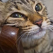 Dora a rejoint le concours — aidez-le/la à gagner de superbes lots ! animal, blurred_background, cat, close_shot, close_up, curious, cute, domestic_animal, face, feline, fur, green_eyes, indoor, mouth, nose, pet, playful, tabby, whiskers, wooden_object