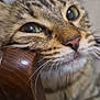 animal, blurred_background, cat, close_shot, close_up, curious, cute, domestic_animal, face, feline, fur, green_eyes, indoor, mouth, nose, pet, playful, tabby, whiskers, wooden_object
