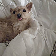 Precious is registered to the contest to win money with this photo: bed, bedtime, big_eyes, blanket, closeup, comforter, cozy, cute, dog, ears, furry, indoor, nose, pet, portrait, resting, small_dog, soft_lighting, tongue_out, white_bedding