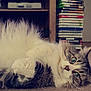 Elizabeth joined the competition — help win amazing prizes! cat, fluffy, green_eyes, lying_down, carpet, indoor, shelf, stack, dvd, games, relaxed, pet, feline, fur, whiskers, cute, domestic_animal, cozy, home, portrait