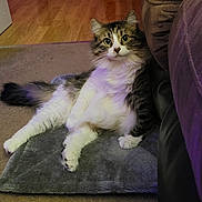 Elizabeth joined the competition — help win amazing prizes! cat, fluffy, relaxed, indoor, mat, carpet, feline, pet, sitting, curious, tabby, white_paws, long_fur, whiskers, ears, tail, home, cozy, domestic, animal