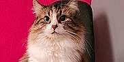 Elizabeth joined the competition — help win amazing prizes! cat, fluffy, sitting, chair, indoor, pet, feline, fur, whiskers, ears, portrait, tabby, white_paws, long_hair, domestic_animal, cute, animal, pink_wall, gray_wall, side_view