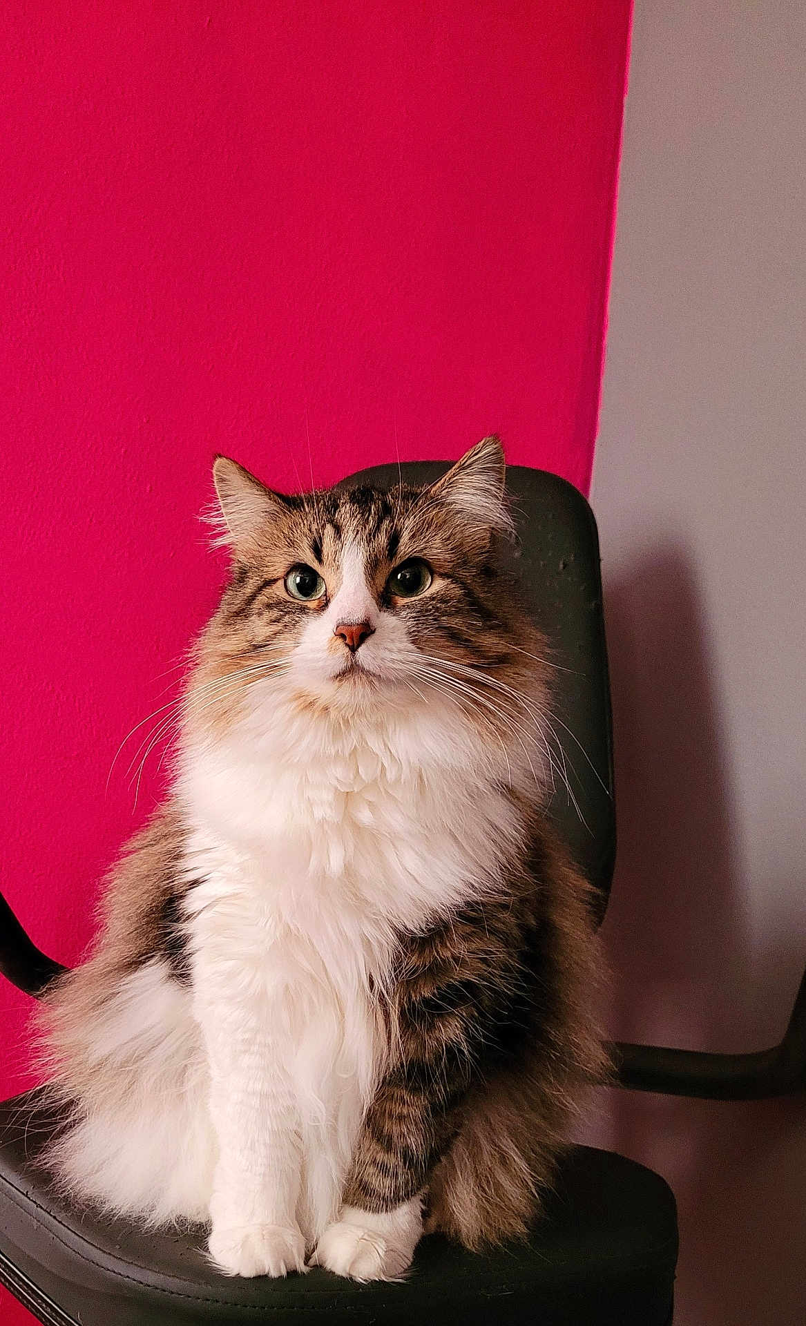 Elizabeth joined the competition — help win amazing prizes! cat, fluffy, sitting, chair, indoor, pet, feline, fur, whiskers, ears, portrait, tabby, white_paws, long_hair, domestic_animal, cute, animal, pink_wall, gray_wall, side_view