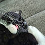 Loki is registered to the contest to win money with this photo: cat, sleeping, tongue_out, whiskers, black_and_white, close_up, fur, pet, domestic_animal, relaxing, cozy, animal, cute, face, resting, indoor, soft, texture, gray_background, napping