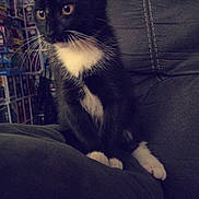Loki joined the competition — help win amazing prizes! cat, kitten, black_and_white, sitting, couch, indoor, whiskers, yellow_eyes, collectibles, shelf, box, furniture, pet, animal, curious, cozy, soft_fur, young, domestic, portrait