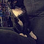 cat, kitten, black_and_white, sitting, couch, indoor, whiskers, yellow_eyes, collectibles, shelf, box, furniture, pet, animal, curious, cozy, soft_fur, young, domestic, portrait