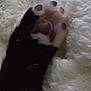 Loki is registered to the contest to win money with this photo: cat, paw, paw_pads, black_fur, pink_pads, close_up, fluffy_blanket, white_blanket, soft_texture, animal, pet, feline, resting, cozy, comfort, cute, sleepy, indoor, domestic, fur