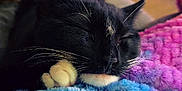 Loki joined the competition — help win amazing prizes! cat, sleeping, black_cat, white_paws, blanket, colorful_blanket, furry, cozy, indoor, relaxation, soft_texture, close_up, whiskers, pet, animal, home, furniture, blurred_background, resting, cute